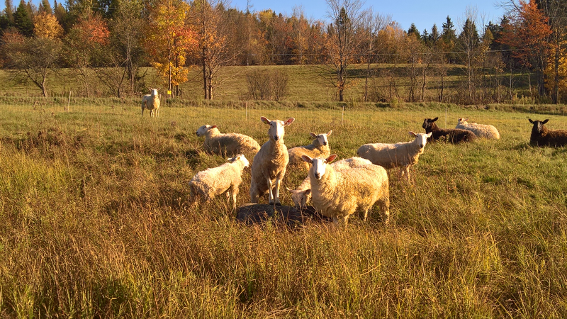 sheep break! we do rotational grazing and they needed their pastures redone this afternoon..